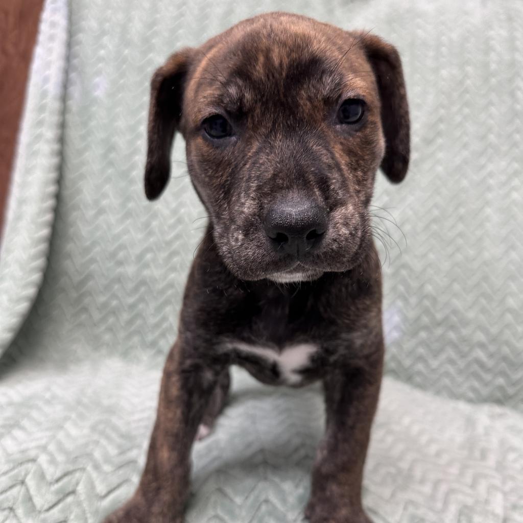 Enlarge Twister, a Adoptable Pit Bull Terrier in St. Peters, MO image 2/6