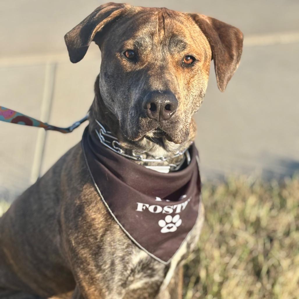 Enlarge Twister, a Adoptable Pit Bull Terrier in St. Peters, MO image 4/6