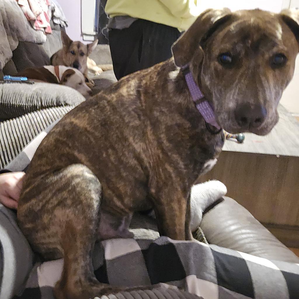 Twister, a Adoptable Pit Bull Terrier in St. Peters, MO image 2/6