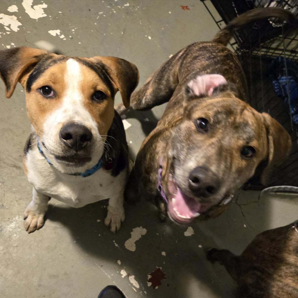 Twister, a Adoptable Pit Bull Terrier in St. Peters, MO image 3/6