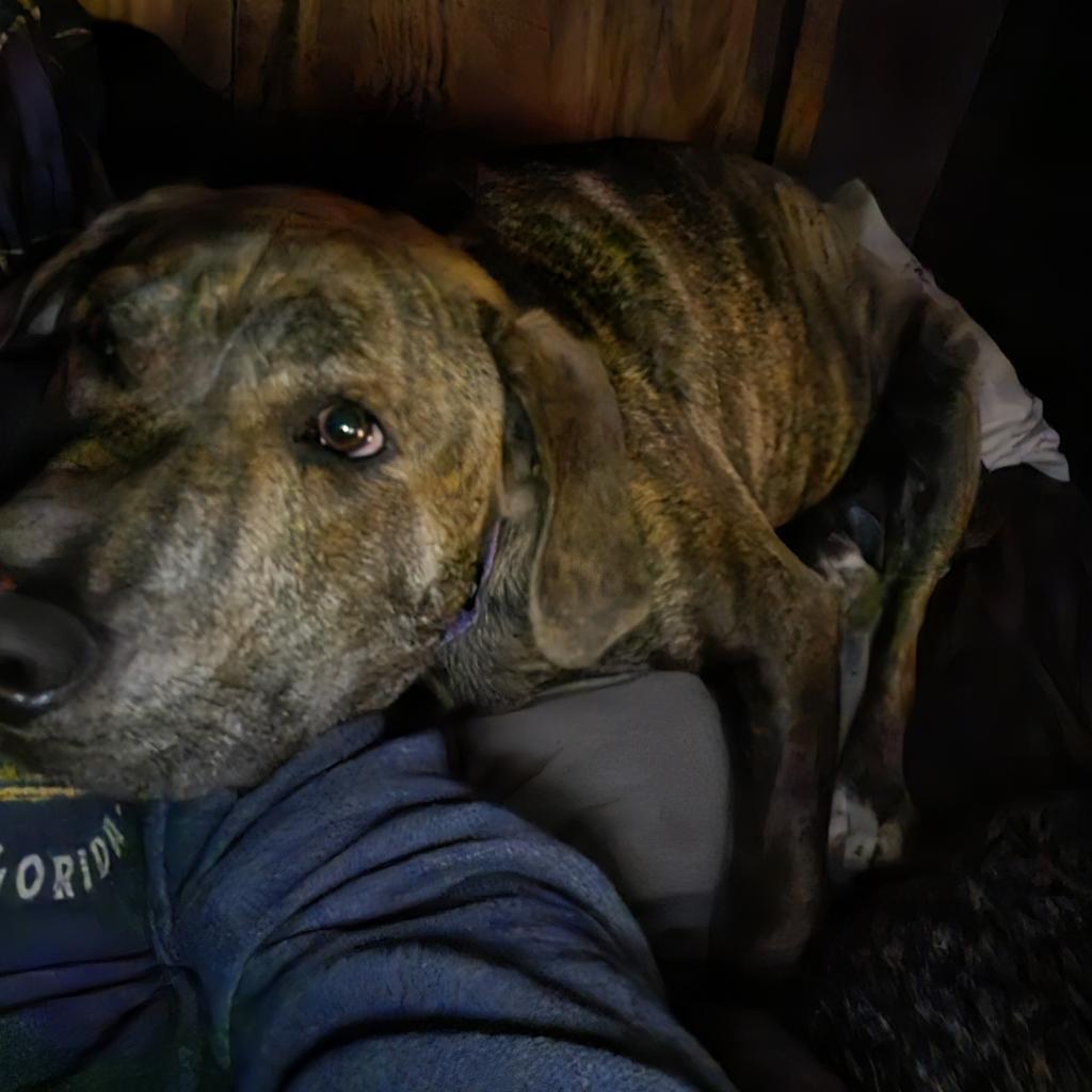 Twister, a Adoptable Pit Bull Terrier in St. Peters, MO image 4/6