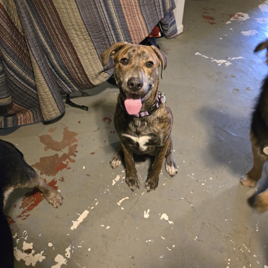 Enlarge Twister, a Adoptable Pit Bull Terrier in St. Peters, MO image 4/6