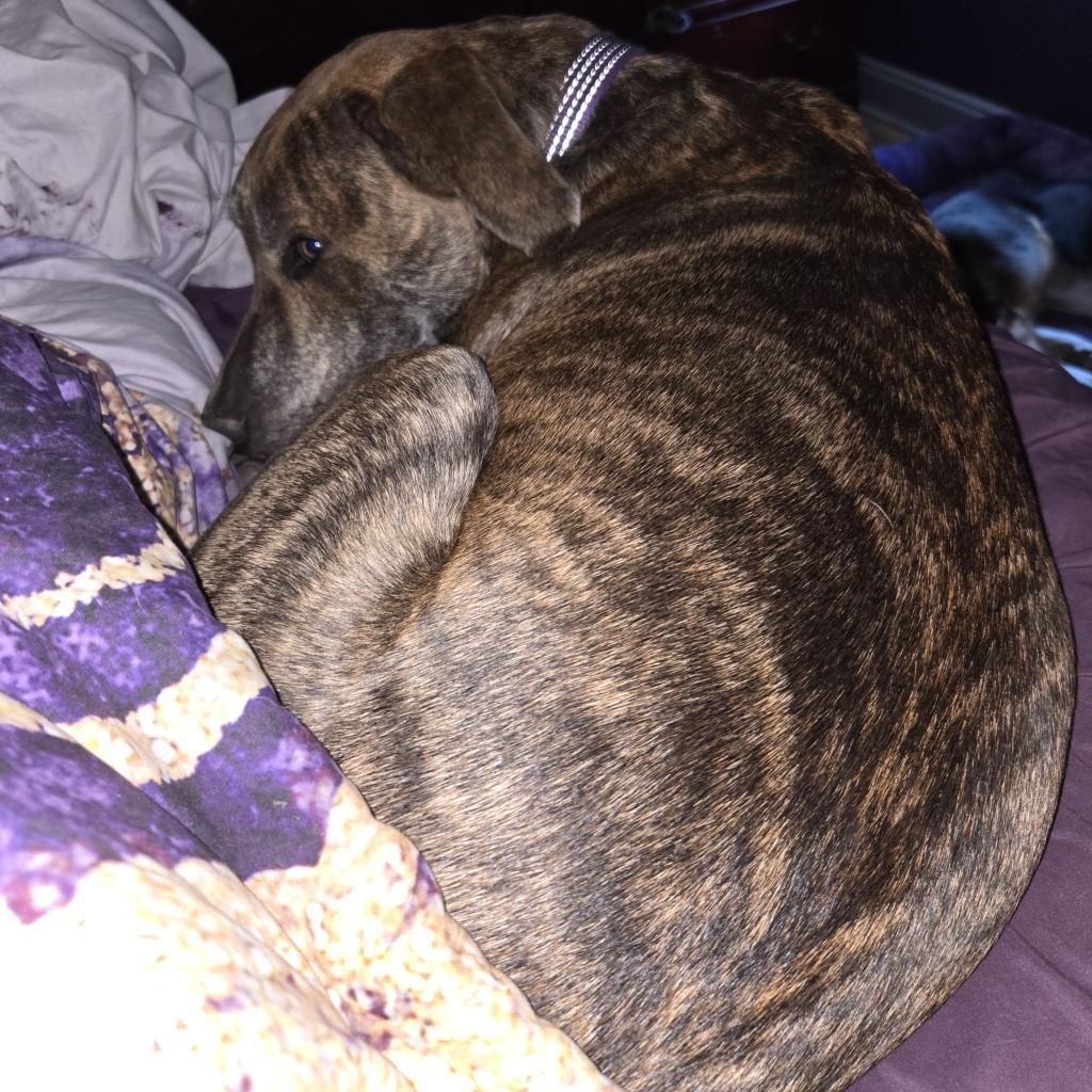 Twister, a Adoptable Pit Bull Terrier in St. Peters, MO image 5/6