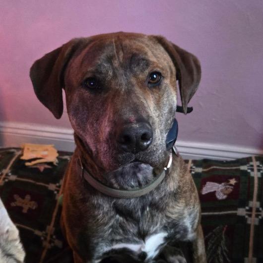 Enlarge Twister, a Adoptable Pit Bull Terrier in St. Peters, MO image 6/6