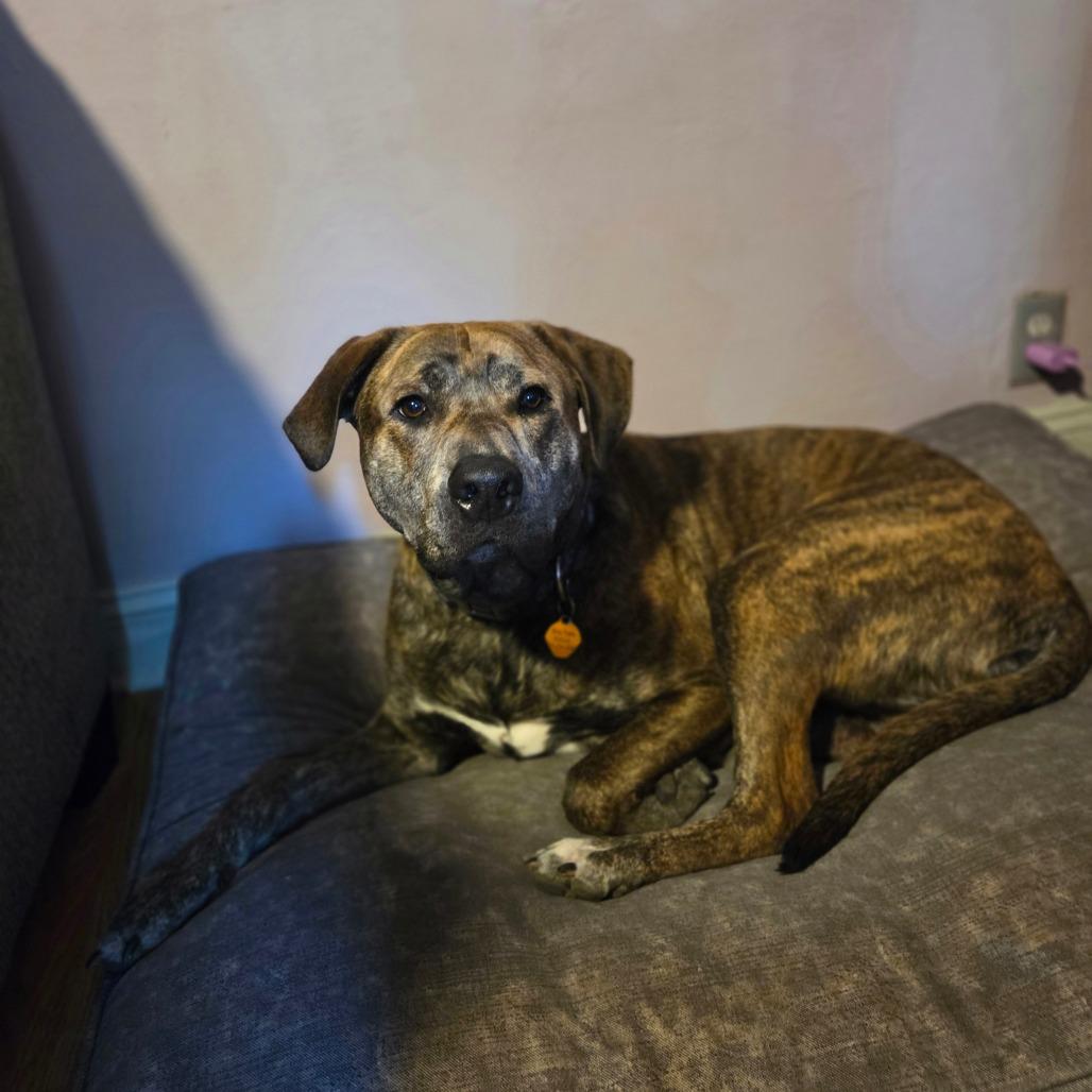 Twister, a Adoptable Pit Bull Terrier in St. Peters, MO image 5/6