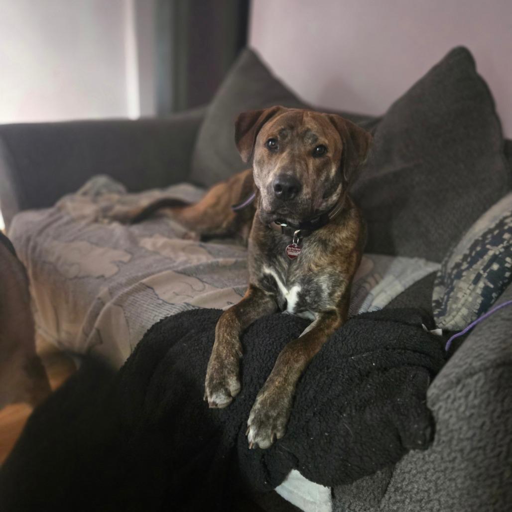 Enlarge Twister, a Adoptable Pit Bull Terrier in St. Peters, MO image 6/6