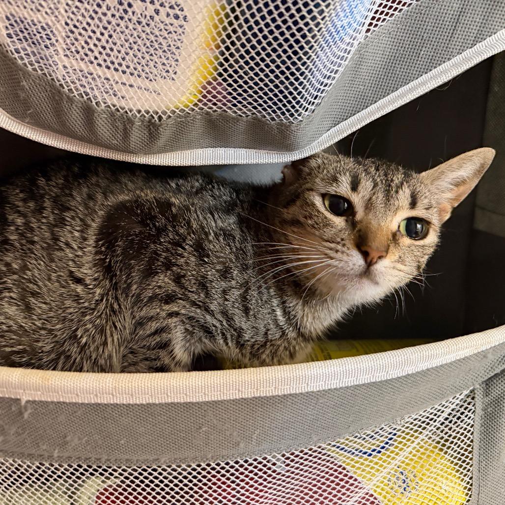 Butterfly, Adoptable, Young Male Domestic Short Hair.