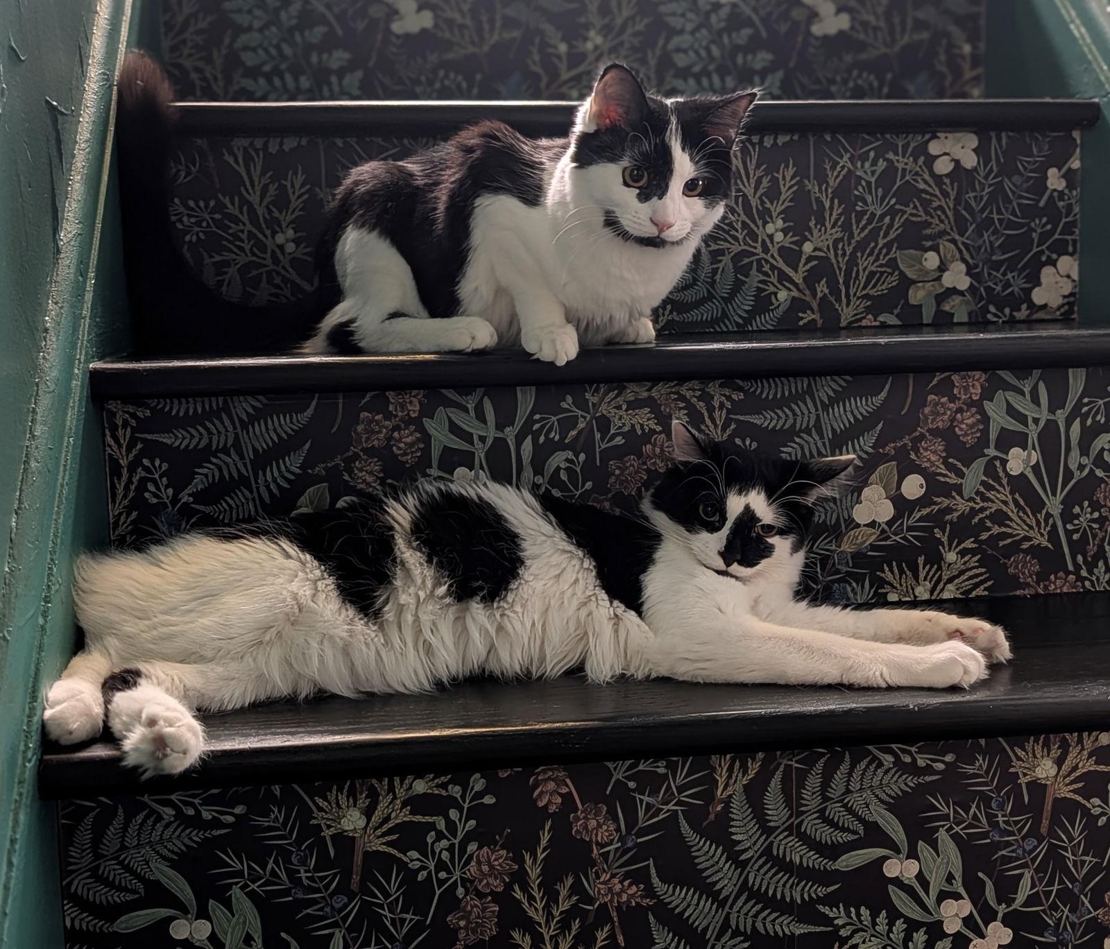 Enlarge MOCHI (BOB TAIL and BONDED WITH MISO), a Adopted Domestic Long Hair in Northfield, OH image 1/3