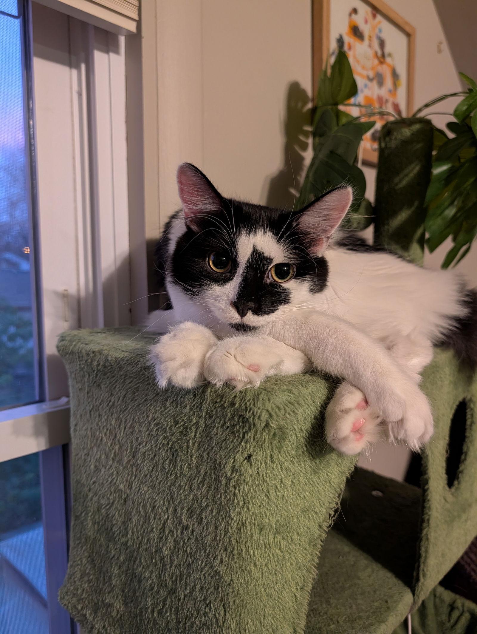 Enlarge MOCHI (BOB TAIL and BONDED WITH MISO), a Adopted Domestic Long Hair in Northfield, OH image 2/3