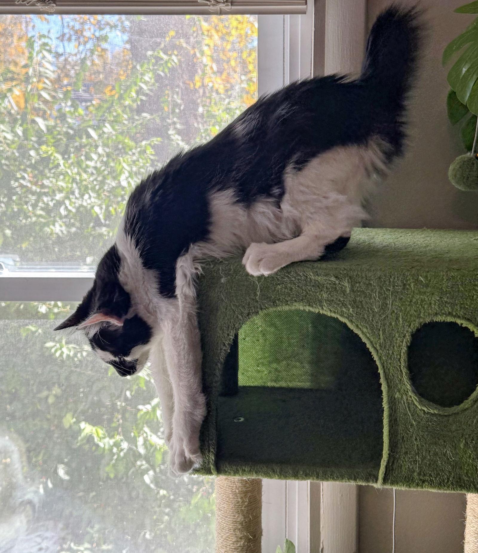 Enlarge MOCHI (BOB TAIL and BONDED WITH MISO), a Adopted Domestic Long Hair in Northfield, OH image 3/3