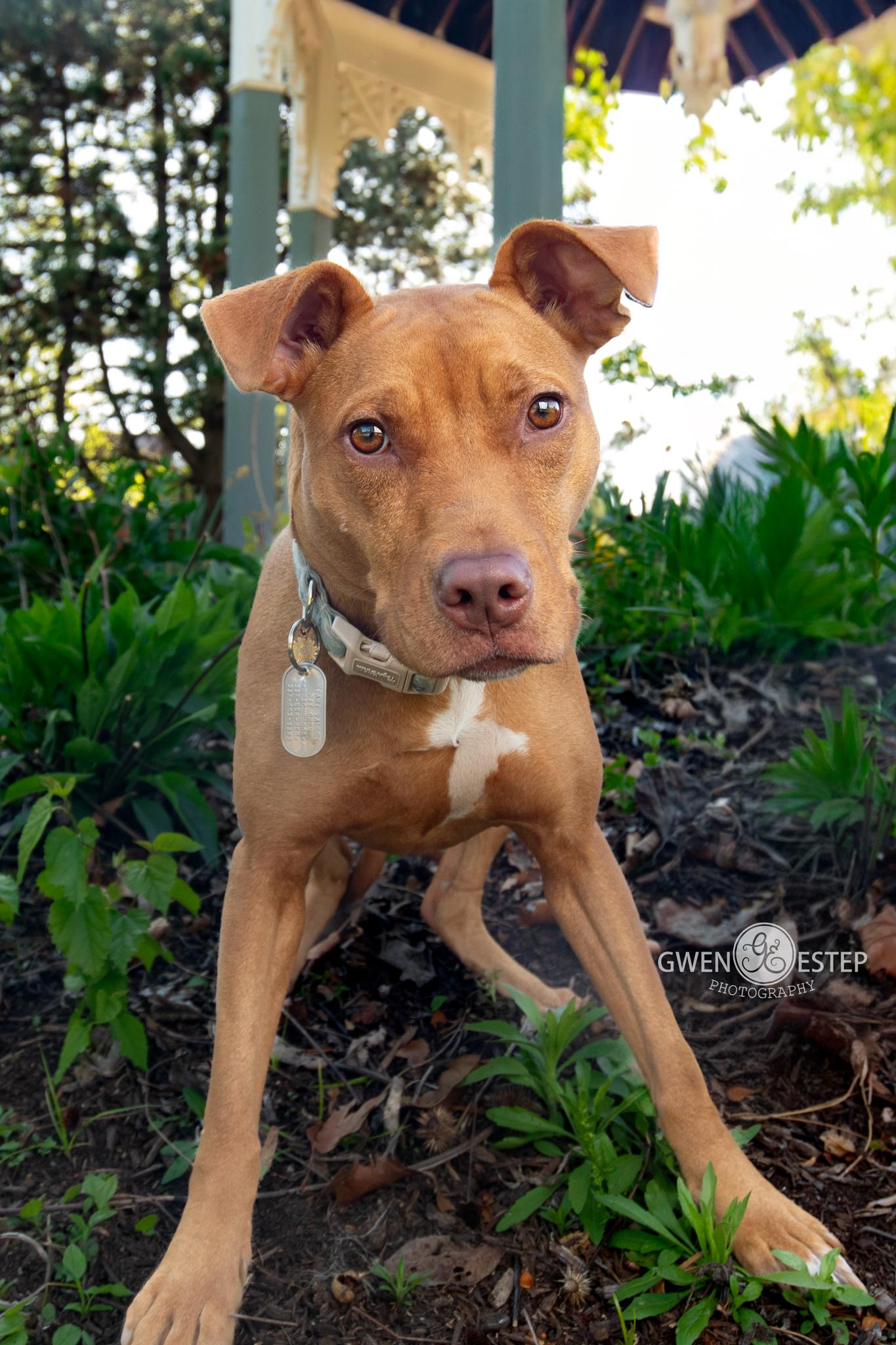 Aiyana, a ADOPTABLE mixed breed in Dayton, OH image 3/6