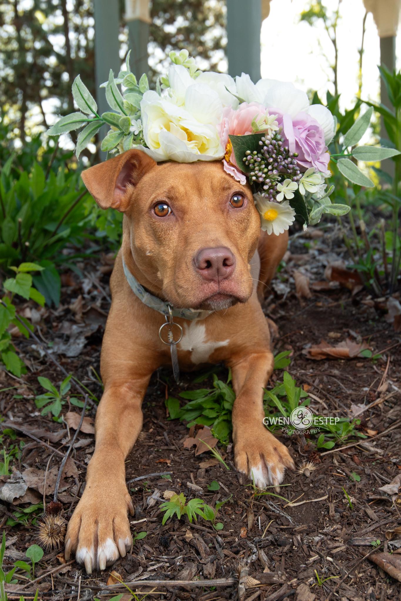 Aiyana, a ADOPTABLE mixed breed in Dayton, OH image 2/6