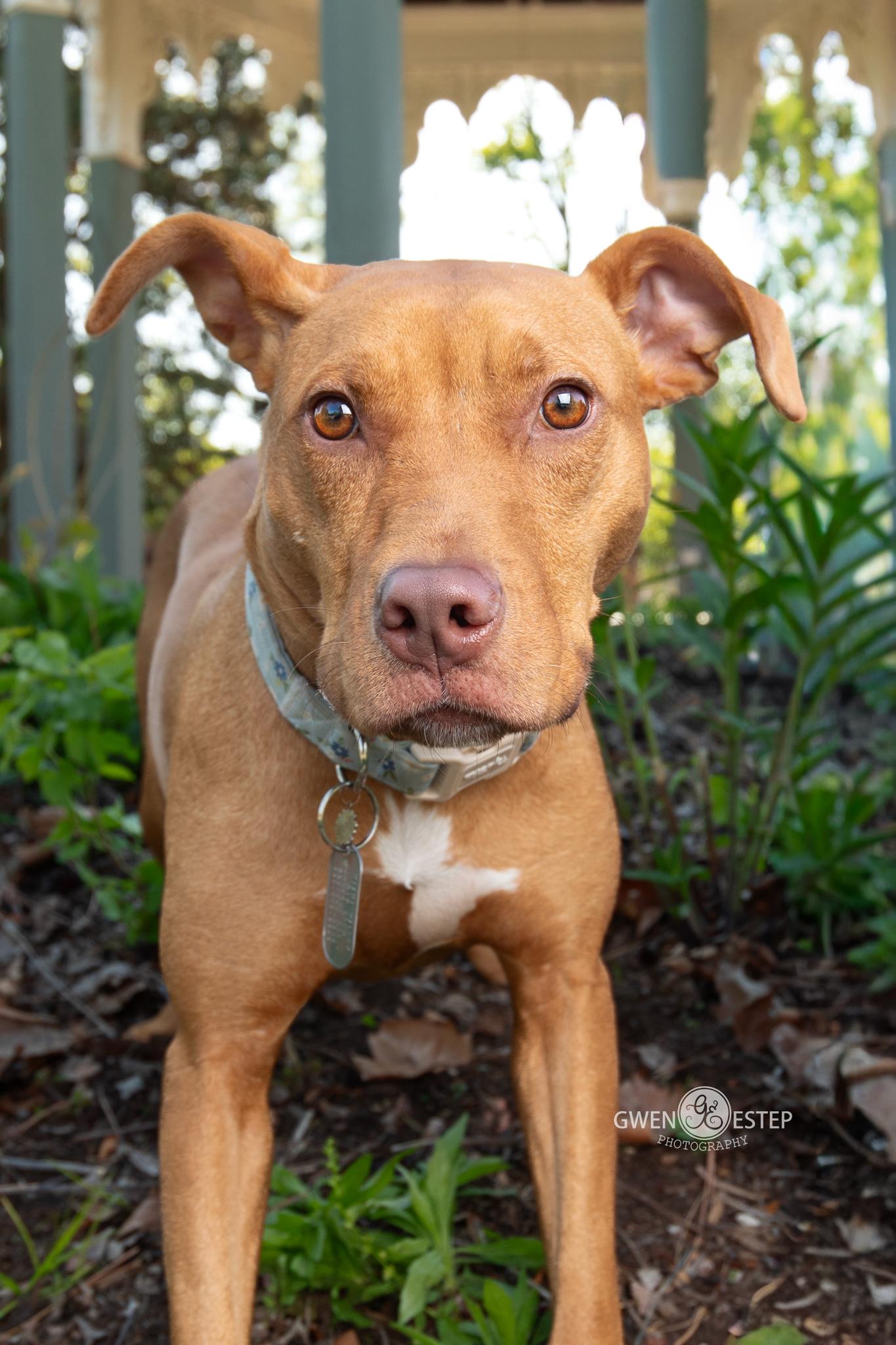 Aiyana, ADOPTABLE, Young Female Pit Bull Terrier.