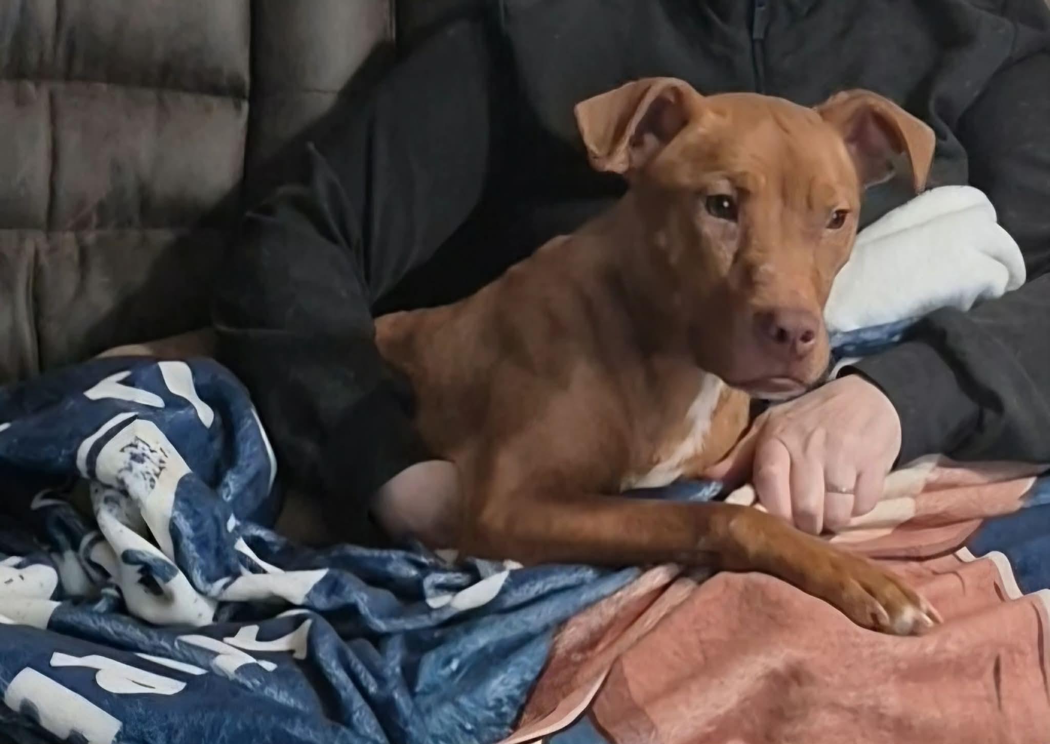 Enlarge Aiyana, a ADOPTABLE mixed breed in Dayton, OH image 1/6