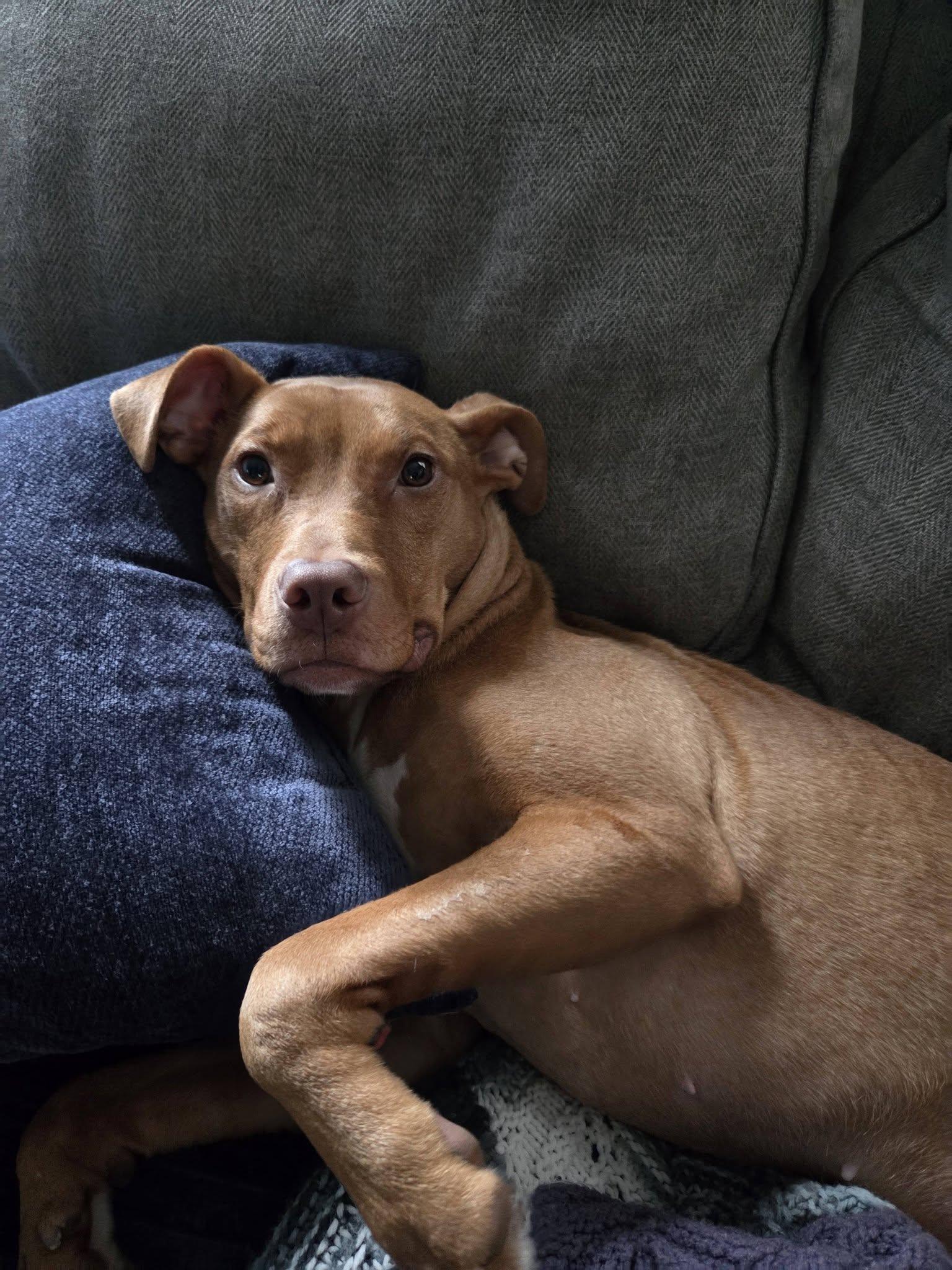 Enlarge Aiyana, a ADOPTABLE mixed breed in Dayton, OH image 2/6