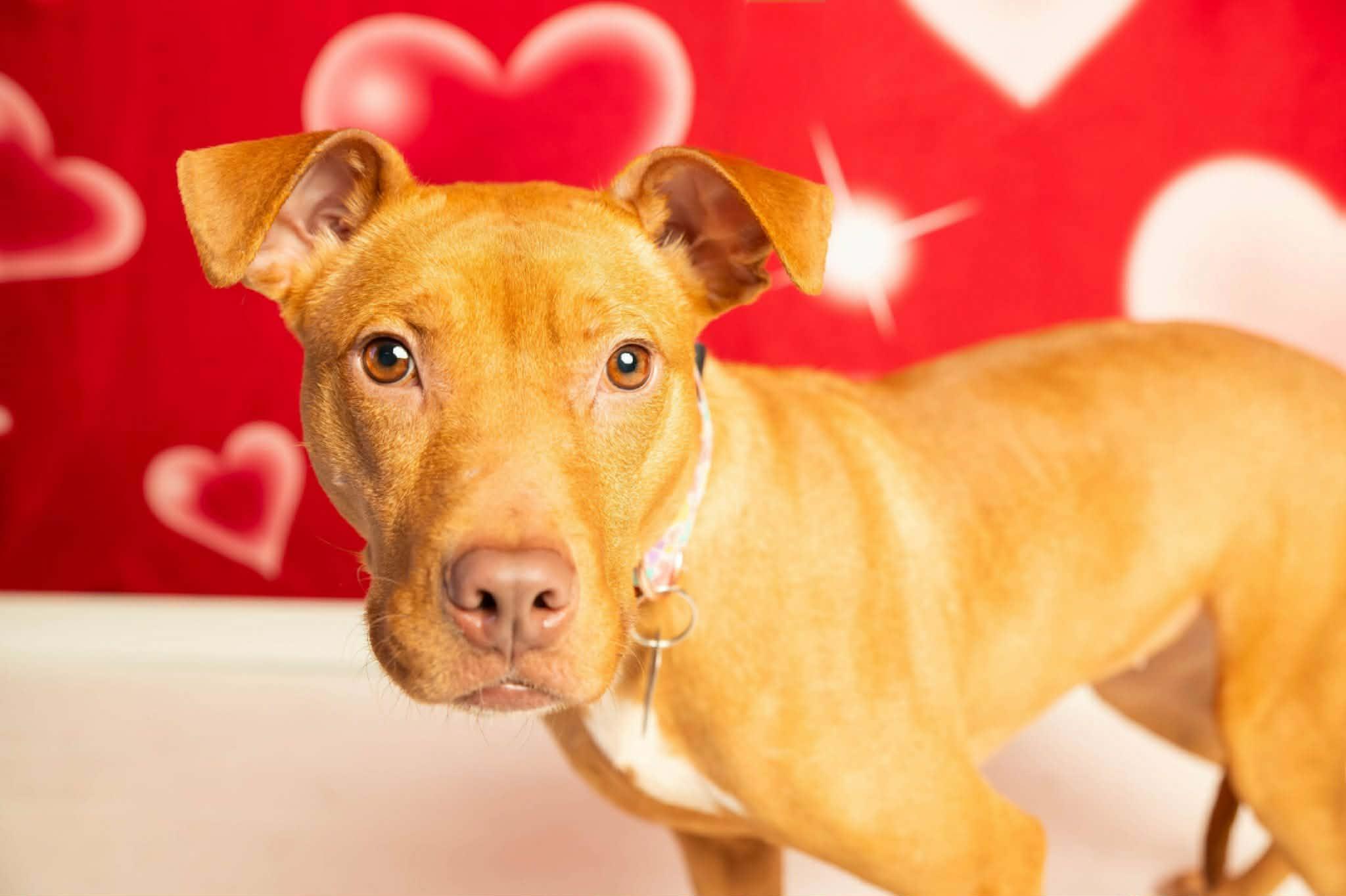 Aiyana, a ADOPTABLE mixed breed in Dayton, OH image 1/5