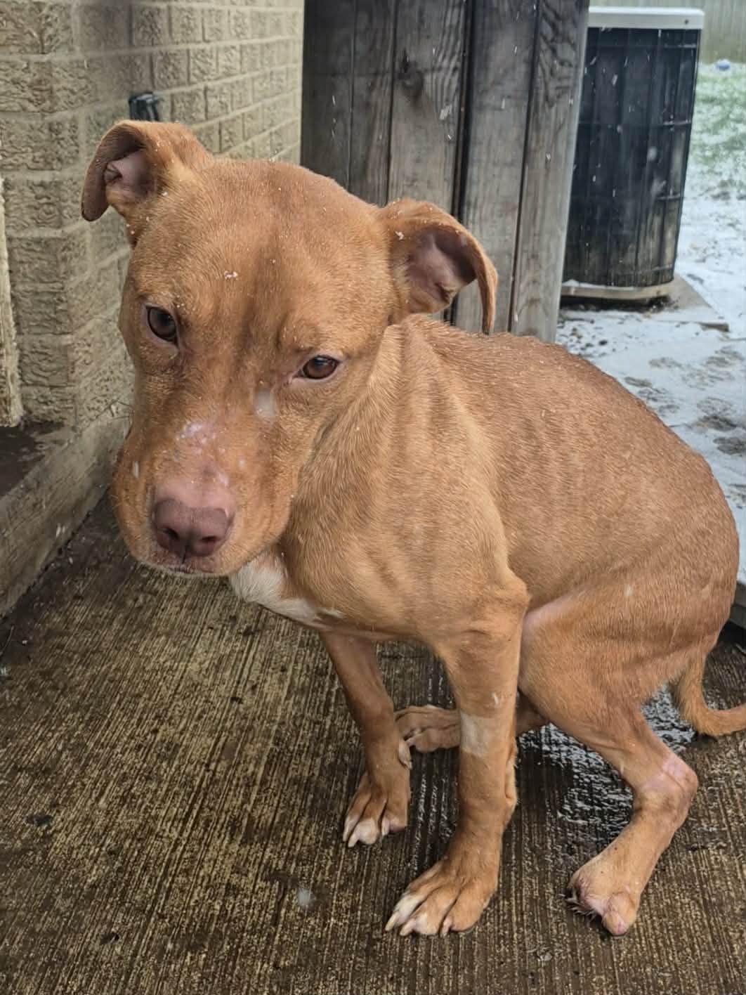 Enlarge Aiyana, a ADOPTABLE mixed breed in Dayton, OH image 2/6