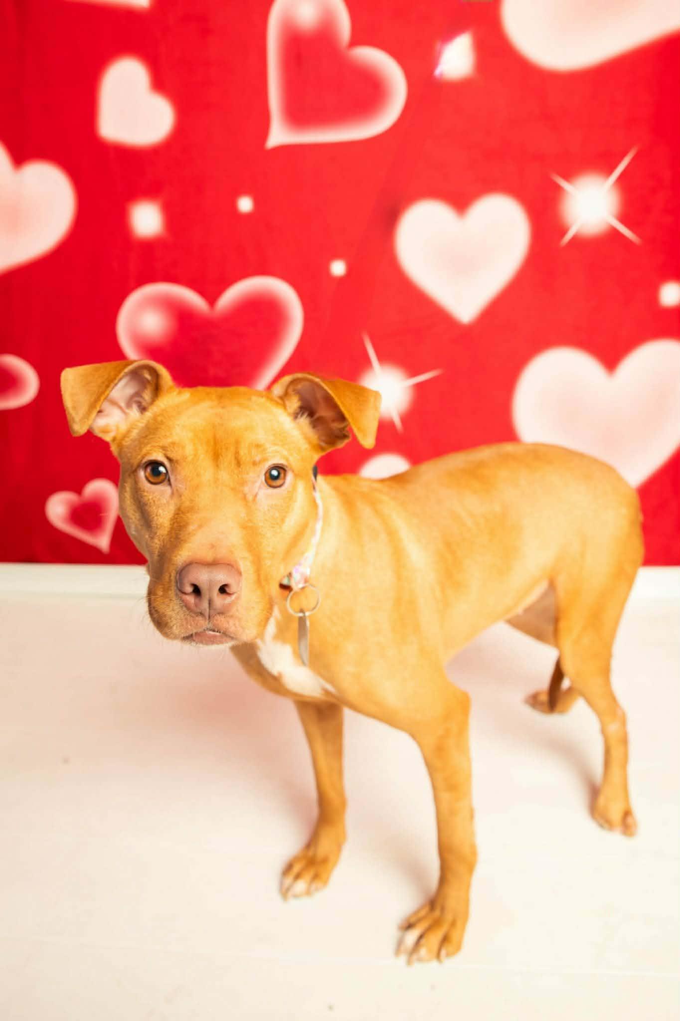 Aiyana, a ADOPTABLE mixed breed in Dayton, OH image 3/5