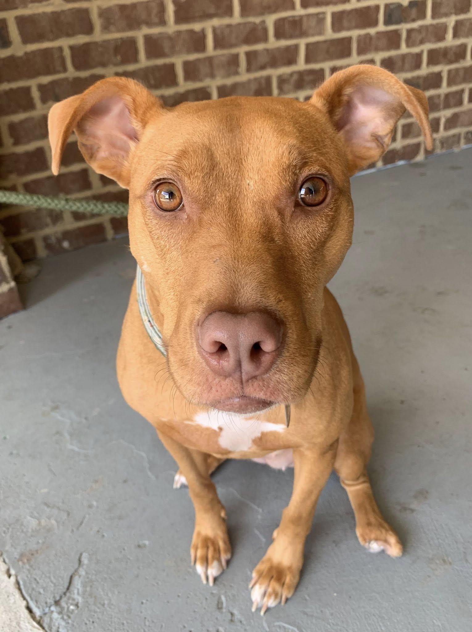 Aiyana, ADOPTABLE, Young Female Pit Bull Terrier.