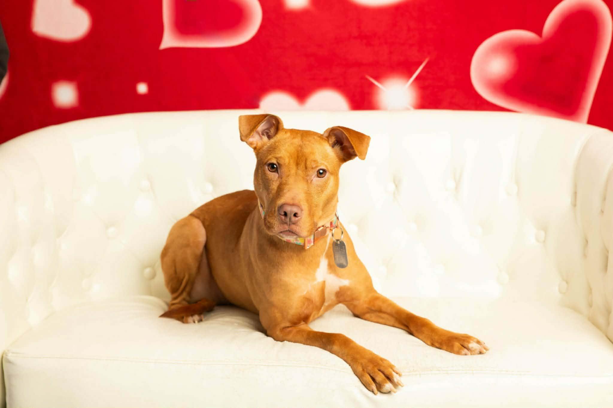 Aiyana, a ADOPTABLE mixed breed in Dayton, OH image 2/5