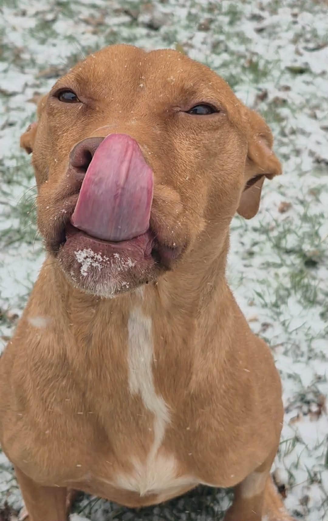 Enlarge Aiyana, a ADOPTABLE mixed breed in Dayton, OH image 3/6