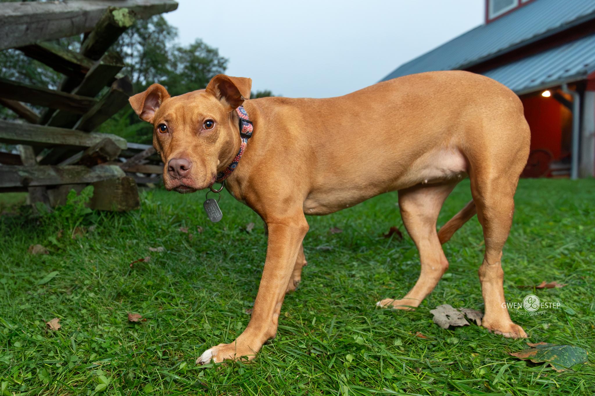 Enlarge Aiyana, a Adoptable mixed breed in Dayton, OH image 3/6