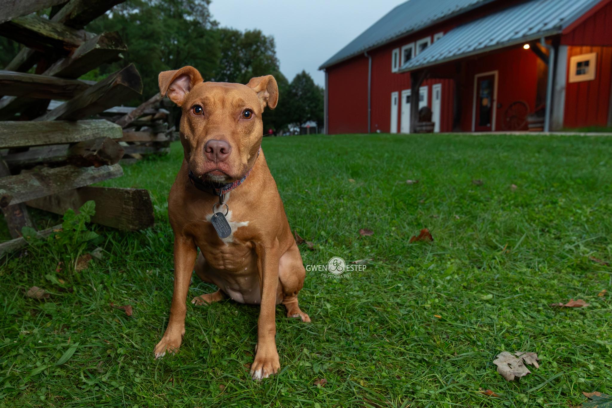 Aiyana, Adoptable, Young Female Pit Bull Terrier.