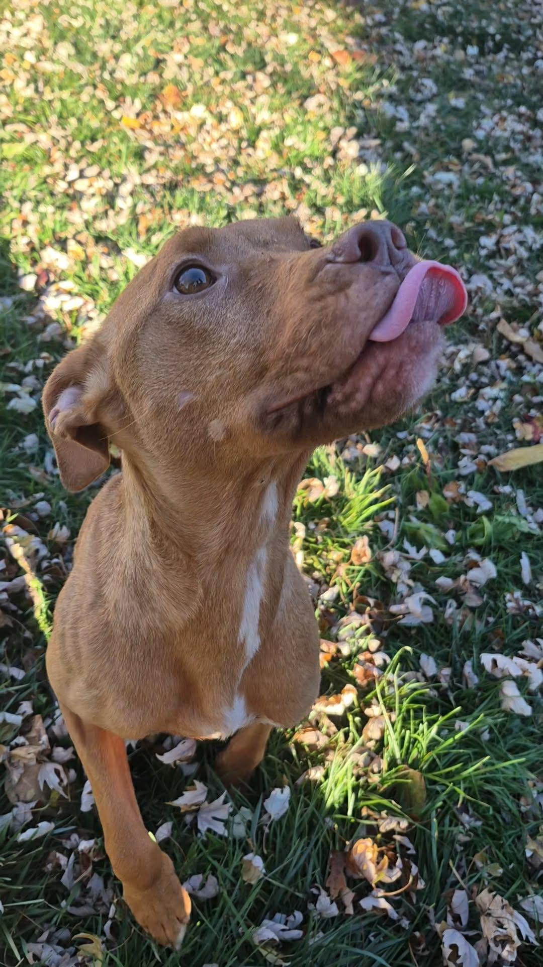 Enlarge Aiyana, a ADOPTABLE mixed breed in Dayton, OH image 4/6