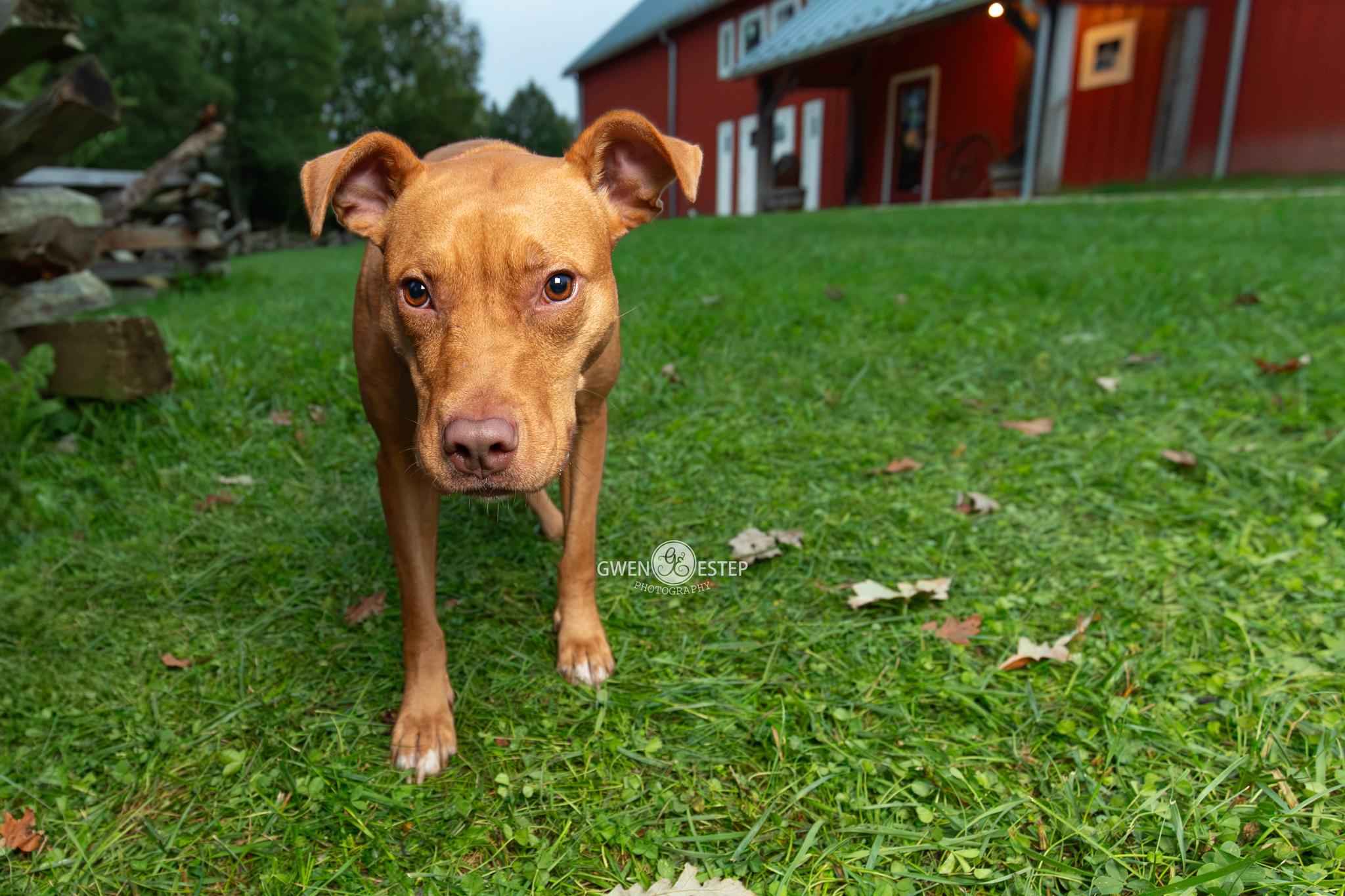 Enlarge Aiyana, a Adoptable mixed breed in Dayton, OH image 2/6