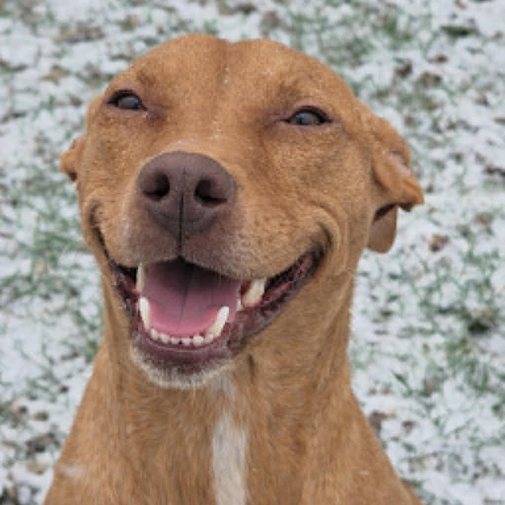 Aiyana, ADOPTABLE, Young Female Pit Bull Terrier.