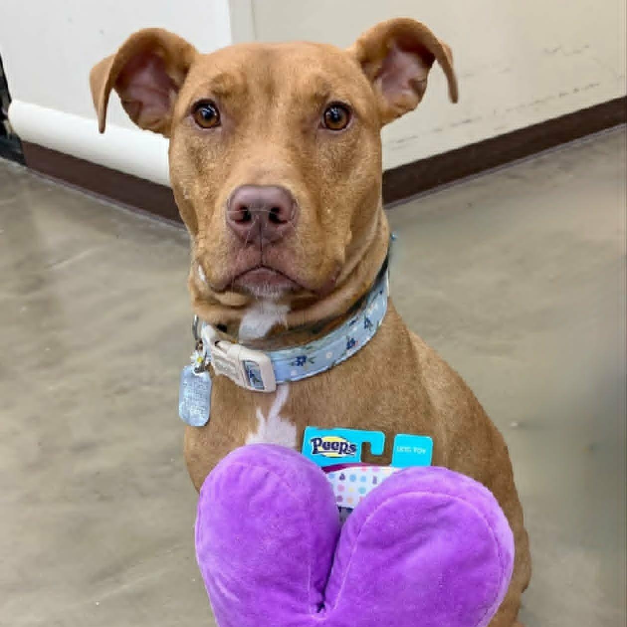 Enlarge Aiyana, a ADOPTABLE mixed breed in Dayton, OH image 1/6