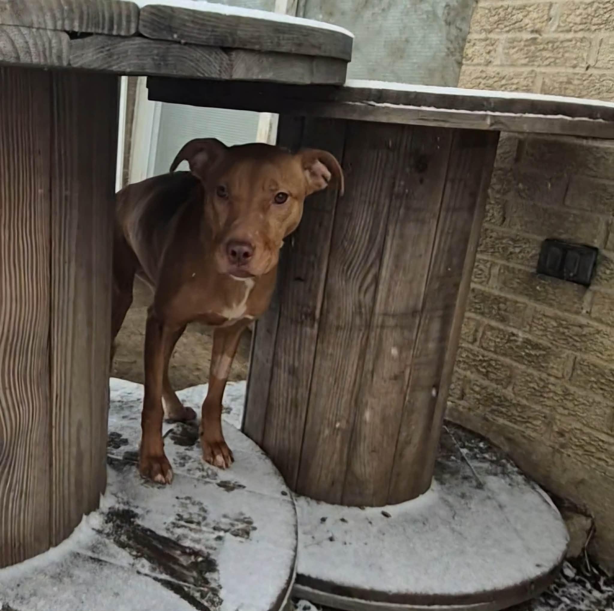 Enlarge Aiyana, a ADOPTABLE mixed breed in Dayton, OH image 5/6