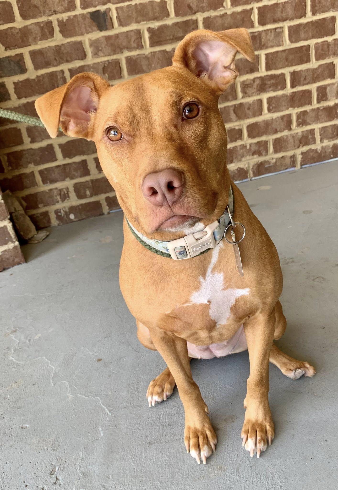 Enlarge Aiyana, a ADOPTABLE mixed breed in Dayton, OH image 3/6