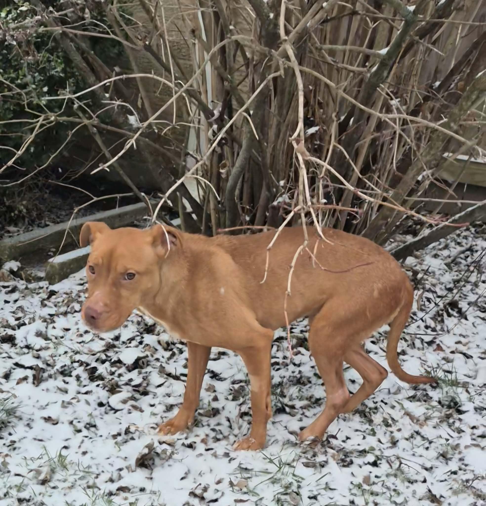 Enlarge Aiyana, a ADOPTABLE mixed breed in Dayton, OH image 6/6