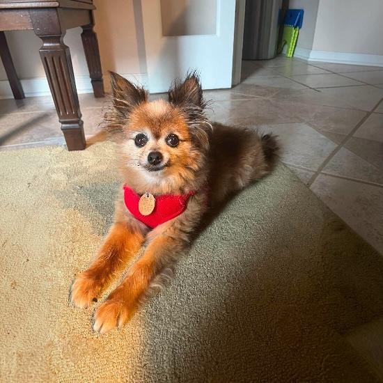 Gizmo, a Adoptable Pomeranian in Knoxville, TN image 4/6