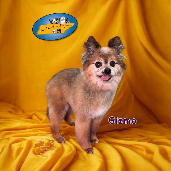 Gizmo, a Adoptable Pomeranian in Knoxville, TN image 1/6