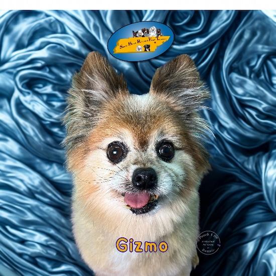 Gizmo, a Adoptable Pomeranian in Knoxville, TN image 5/6