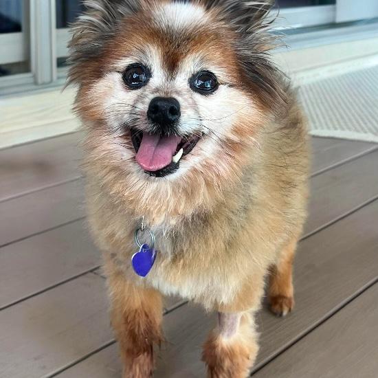 Gizmo, a Adoptable Pomeranian in Knoxville, TN image 3/6