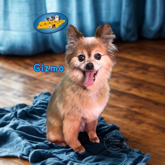 Gizmo, a Adoptable Pomeranian in Knoxville, TN image 6/6