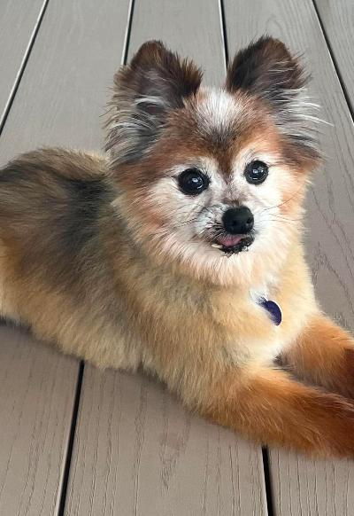 Gizmo, a Adoptable Pomeranian in Knoxville, TN image 2/6