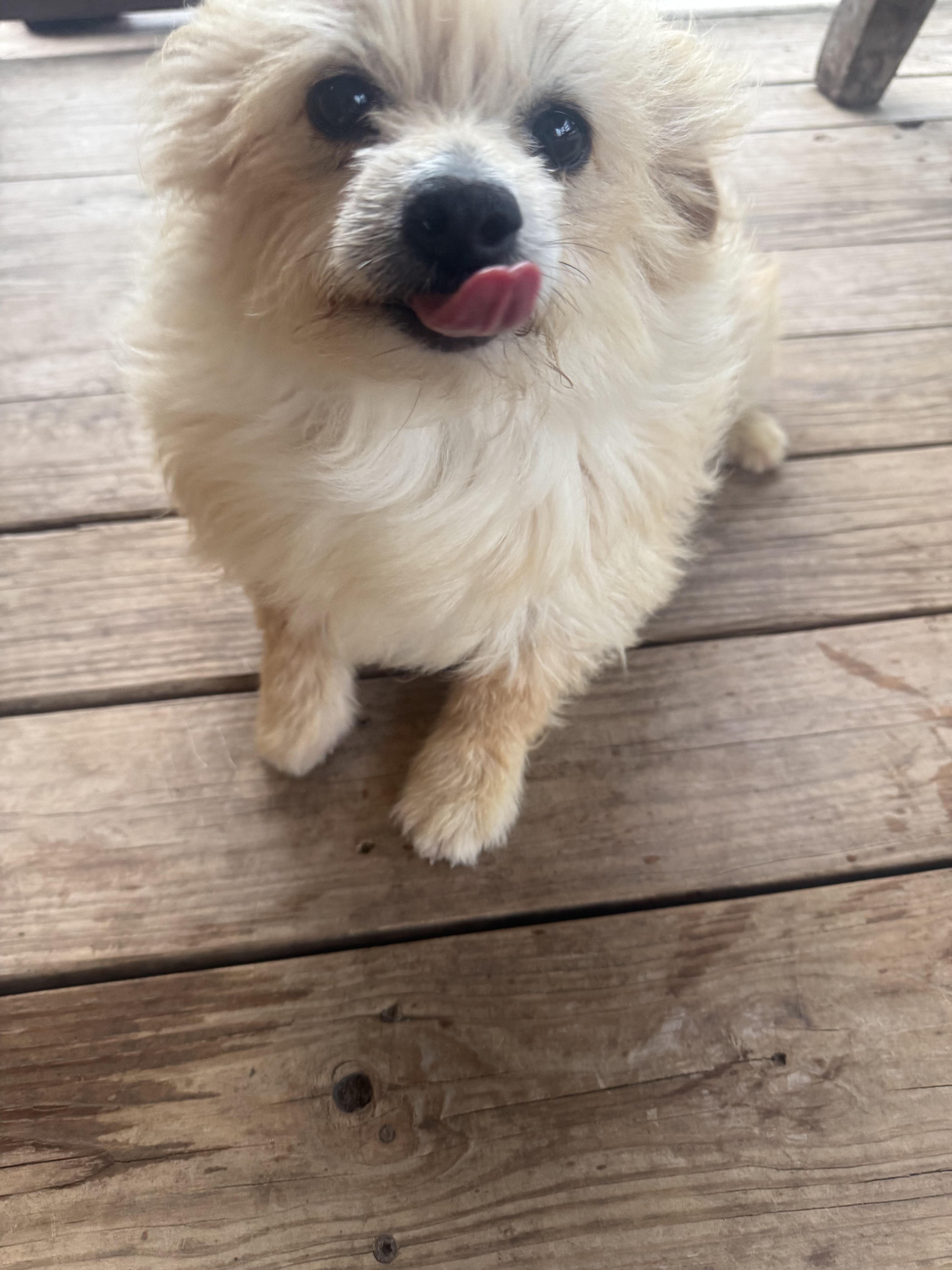 Melody Fair, a ADOPTABLE mixed breed in Kerrville, TX image 5/6