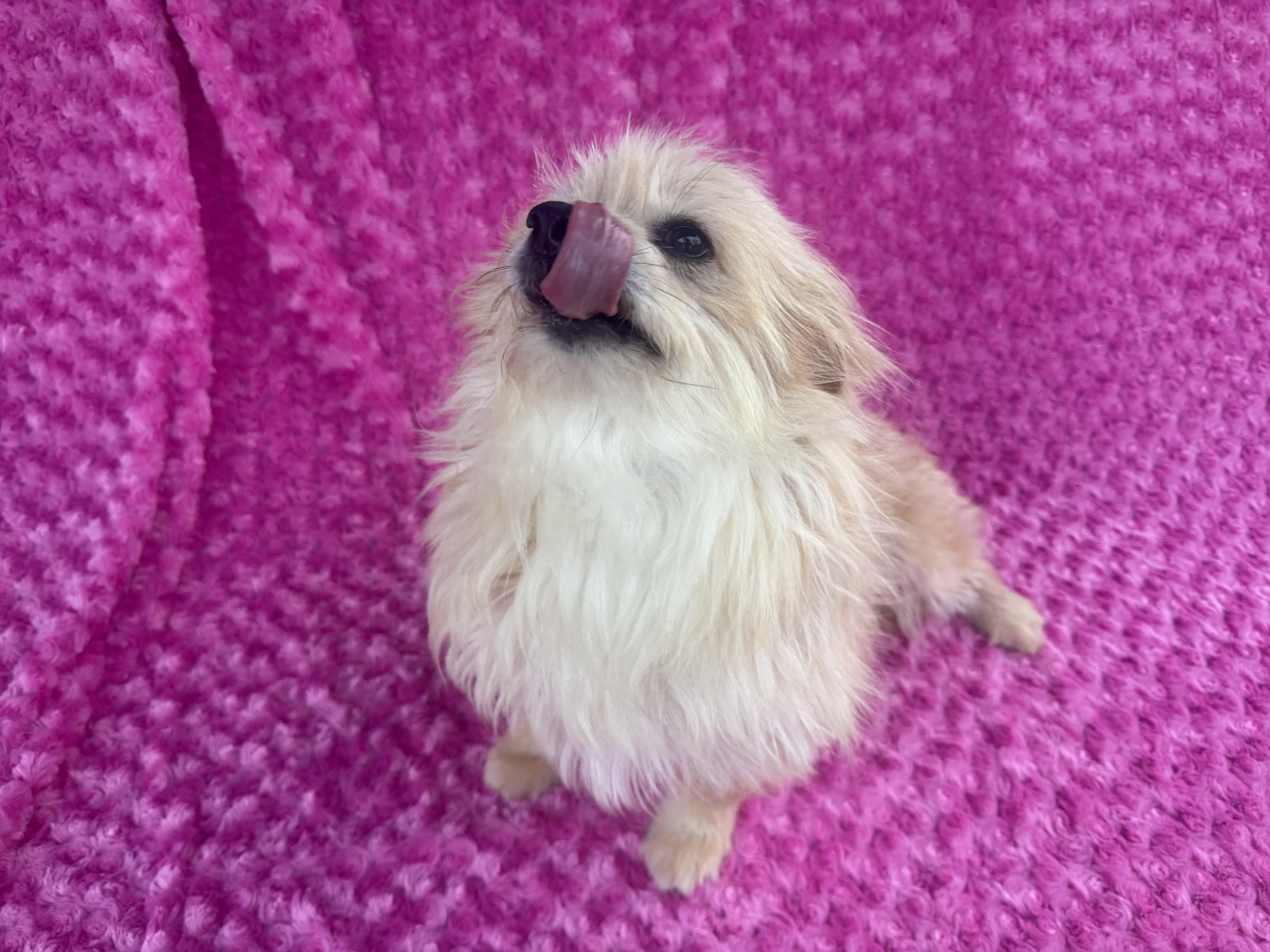 Melody Fair, a ADOPTABLE mixed breed in Kerrville, TX image 4/6