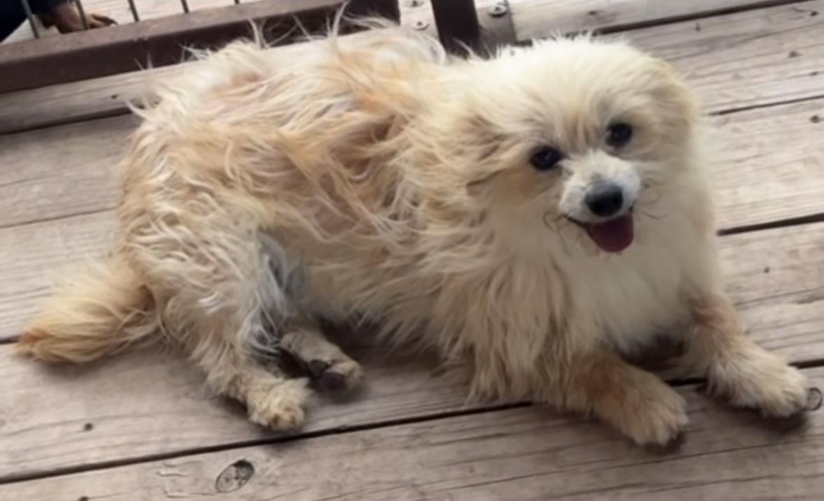 Melody Fair, a ADOPTABLE mixed breed in Kerrville, TX image 2/6