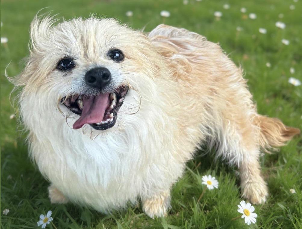 Melody Fair, ADOPTABLE, Young Female Cairn Terrier & Cocker Spaniel.