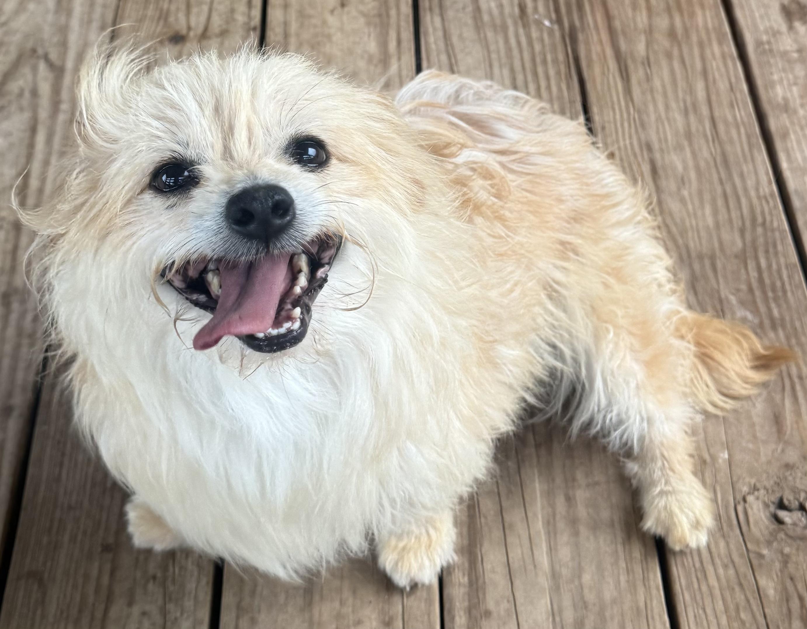 Melody Fair, a ADOPTABLE mixed breed in Kerrville, TX image 6/6