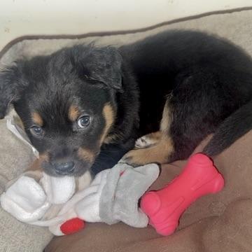 Maverick, an adopted mixed breed in Prior Lake, MN image 4/6