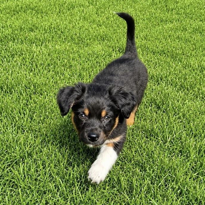 Maverick, an adopted mixed breed in Prior Lake, MN image 2/6
