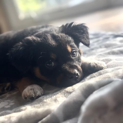 Maverick, an adopted mixed breed in Prior Lake, MN image 6/6