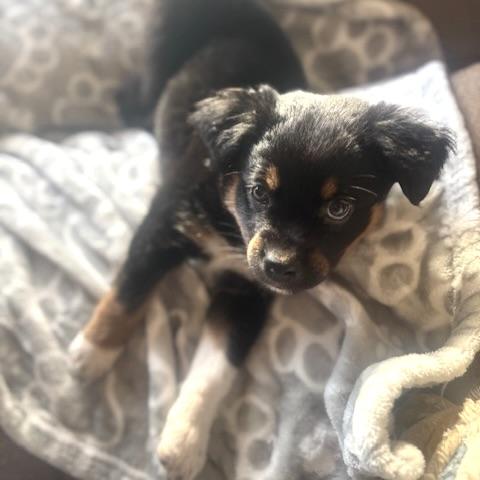 Maverick, an adopted mixed breed in Prior Lake, MN image 5/6