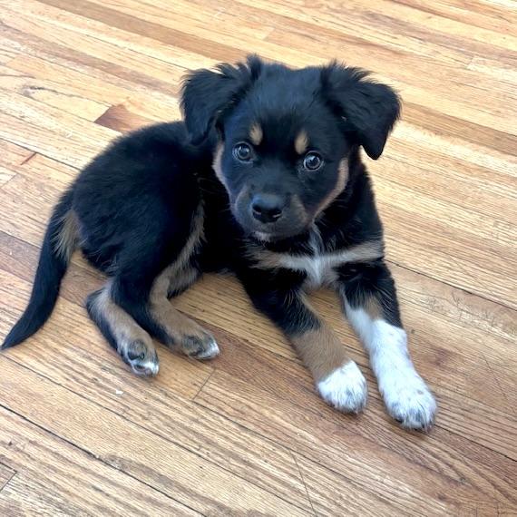 Maverick, an adopted mixed breed in Prior Lake, MN image 3/6